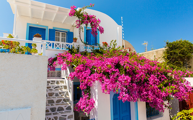 Flowers bougainvillea in Fira town 副本.JPG